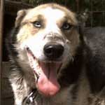 Husky